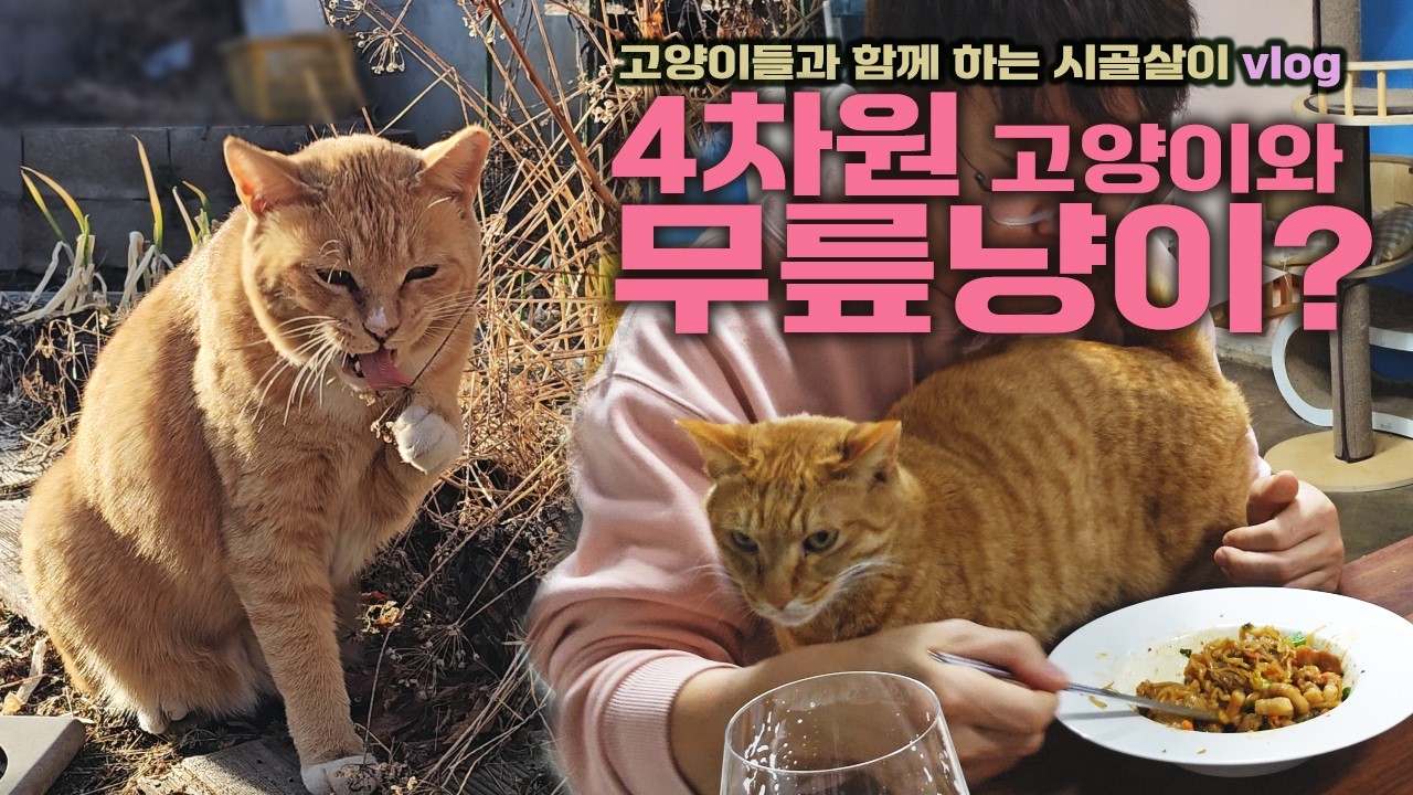 4차원 고양이와 무릎냥이?! / 고양이들과 함께 하는 시골살이 vlog / 이연복 따라해 봤는데요 ㅋㅋㅋ