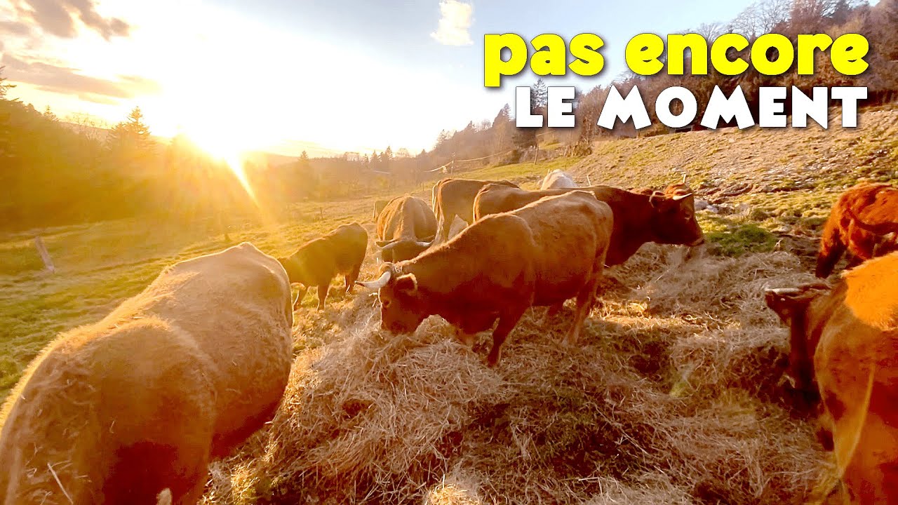 ON RENTRE LES VACHES... OU PAS ! ☀️