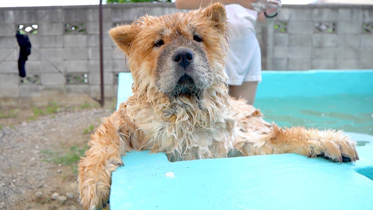 生まれて初めてプールにビビってしまったチャウチャウ犬w