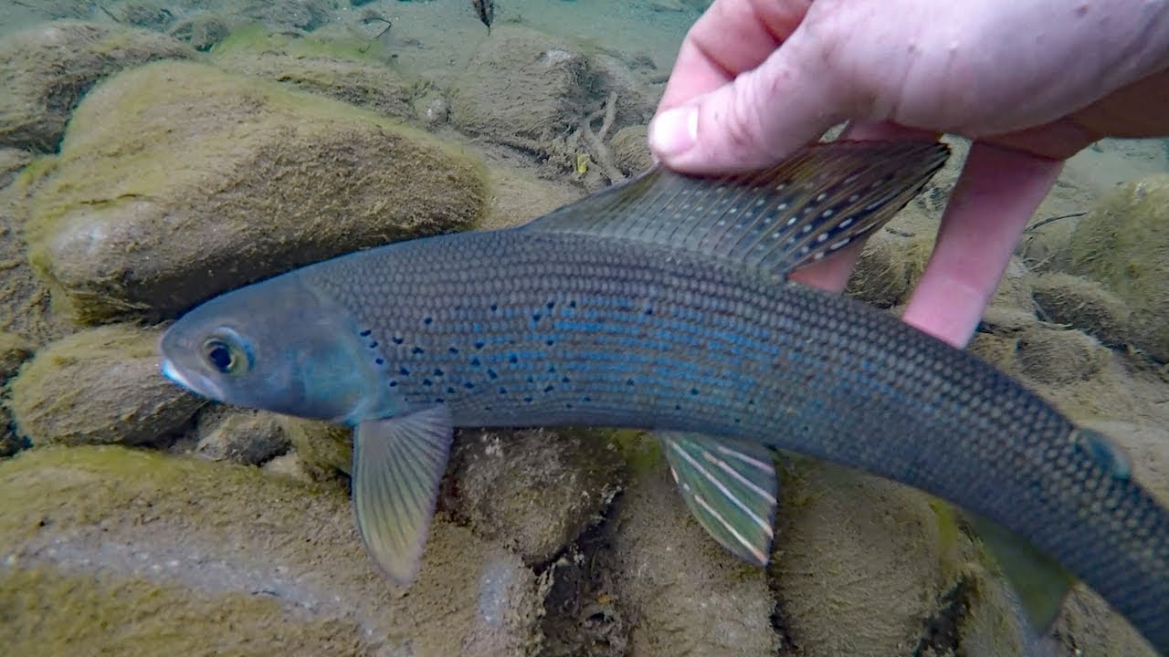 How to catch grayling - Fishing for arctic grayling - fly fishing and spinning