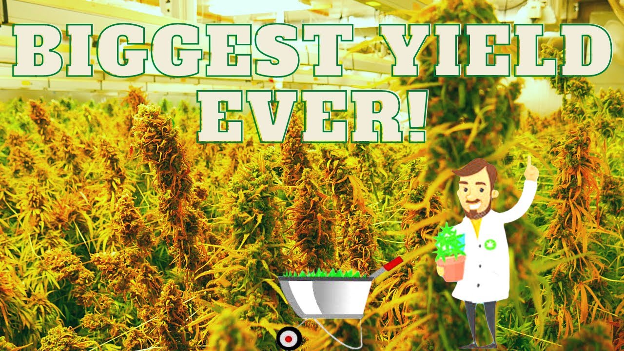 3 LBS PER LIGHT! Best Grow Lights - LEDs Take the Crown, Bigger Yields, Better Quality!