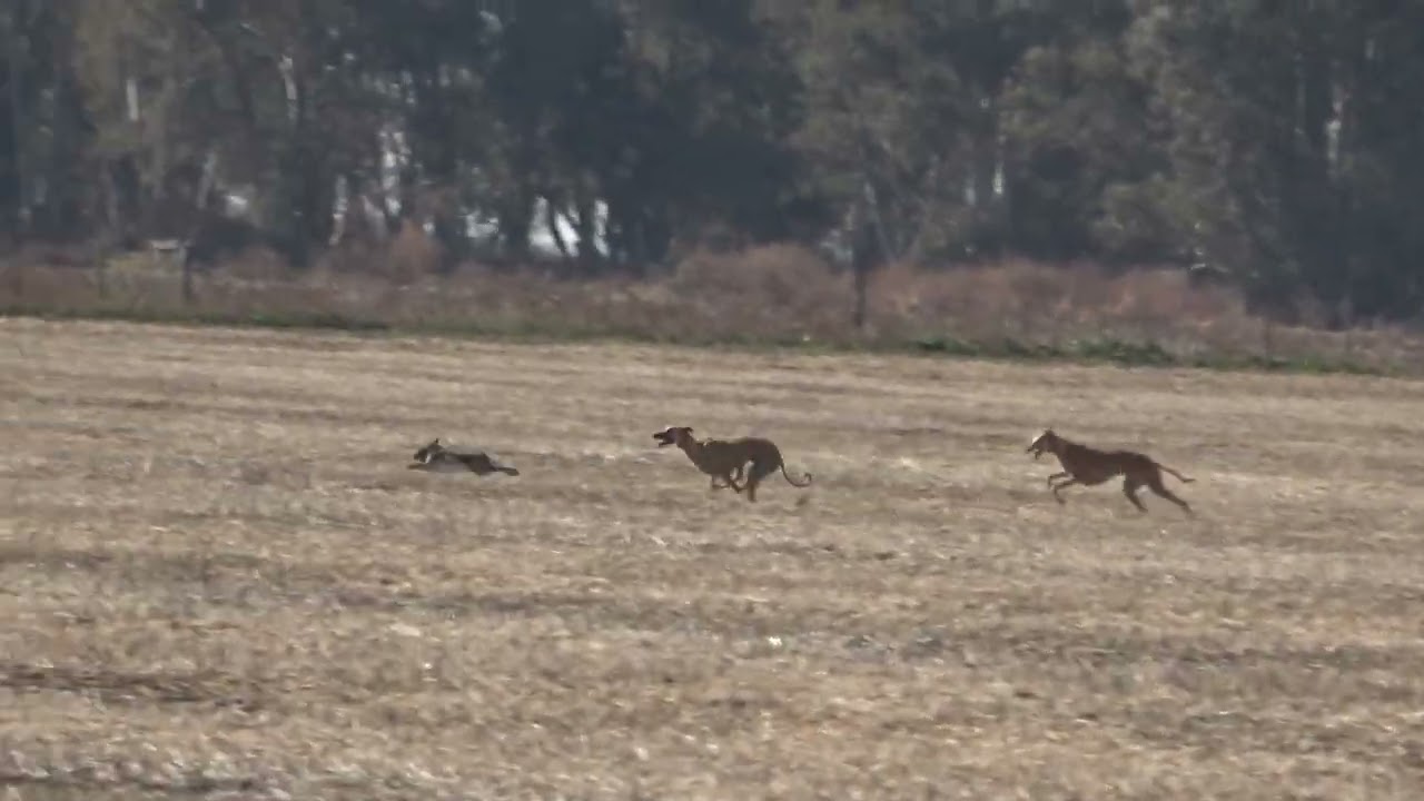 galgos de campo galgos y liebres