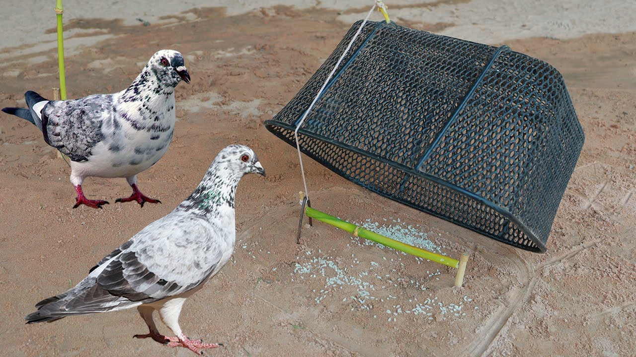 Create new easy Quick amazing unique bird trap technique method - simply quail trap #animaltrap