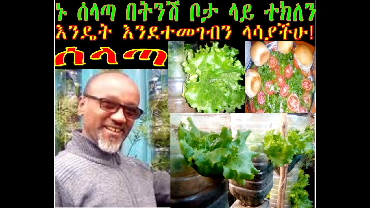 ኑ ሰላጣ በትንሽ ቦታ ላይ ተክለን እንዴት እንደተመገብን ላሳያችሁ!