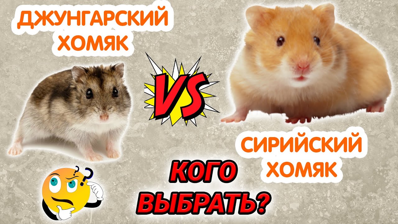 Сирийский хомяк или джунгарский &ndash; какой лучше? Какого хомяка выбрать