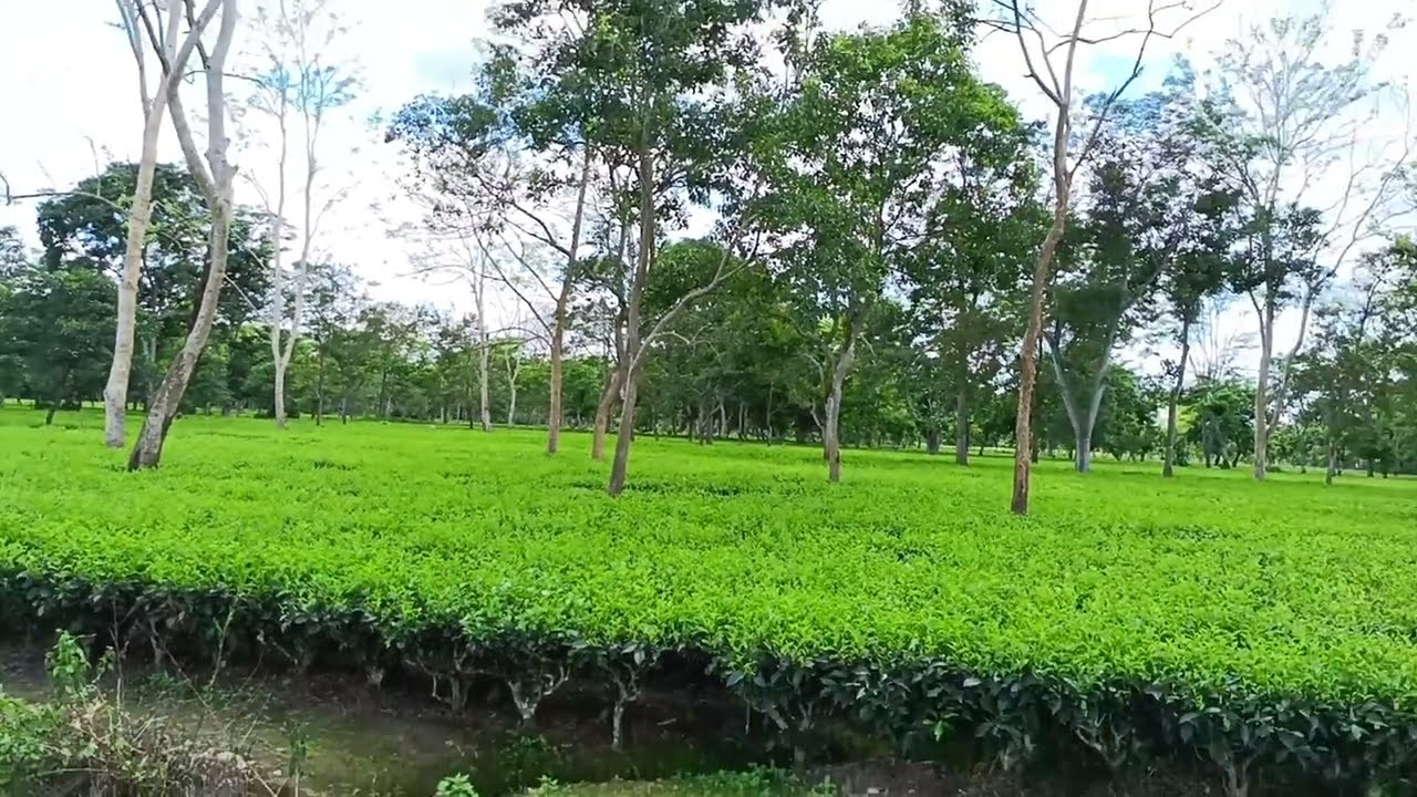 Upper Assam Tea Garden# real fresh Tea leaf 🍀 first step of Tea manufacturing.....