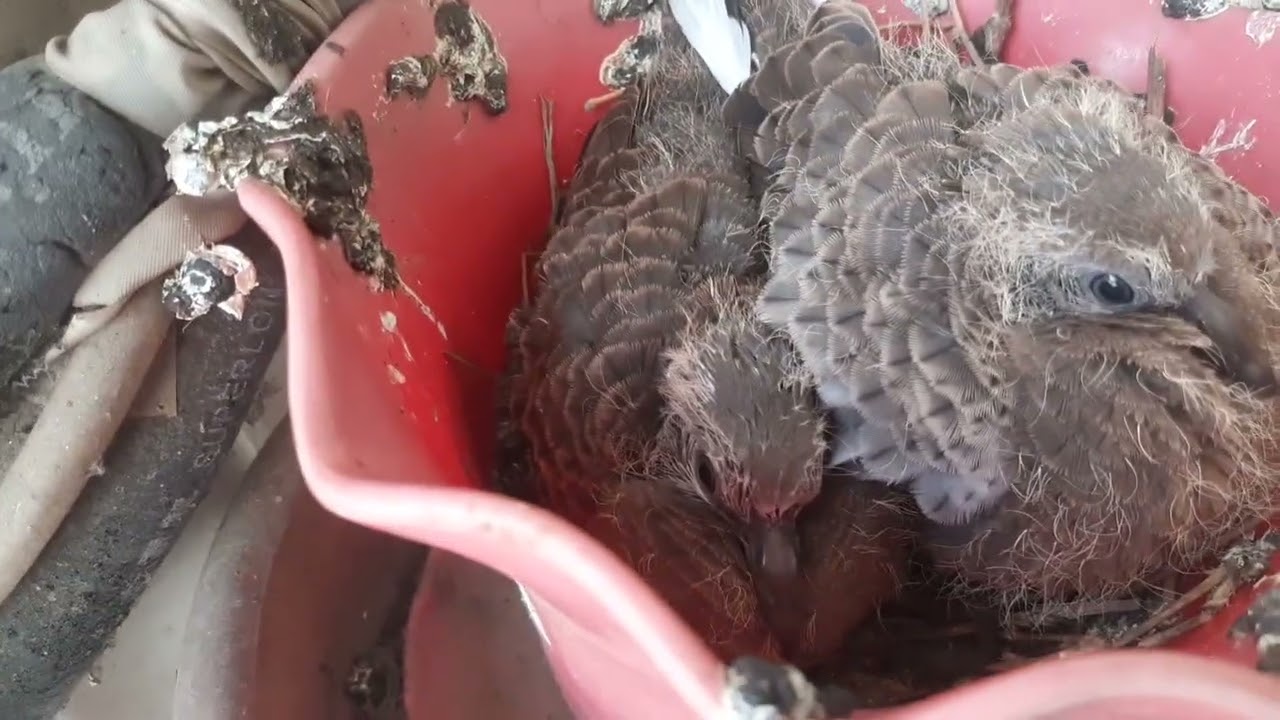 ঘুঘু পাখি বাচ্চাগুলো অনেক সুন্দর