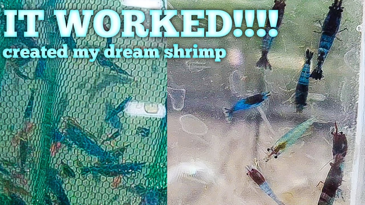 I Mixed Different Colors of Shrimp and Created My Dream Shrimp