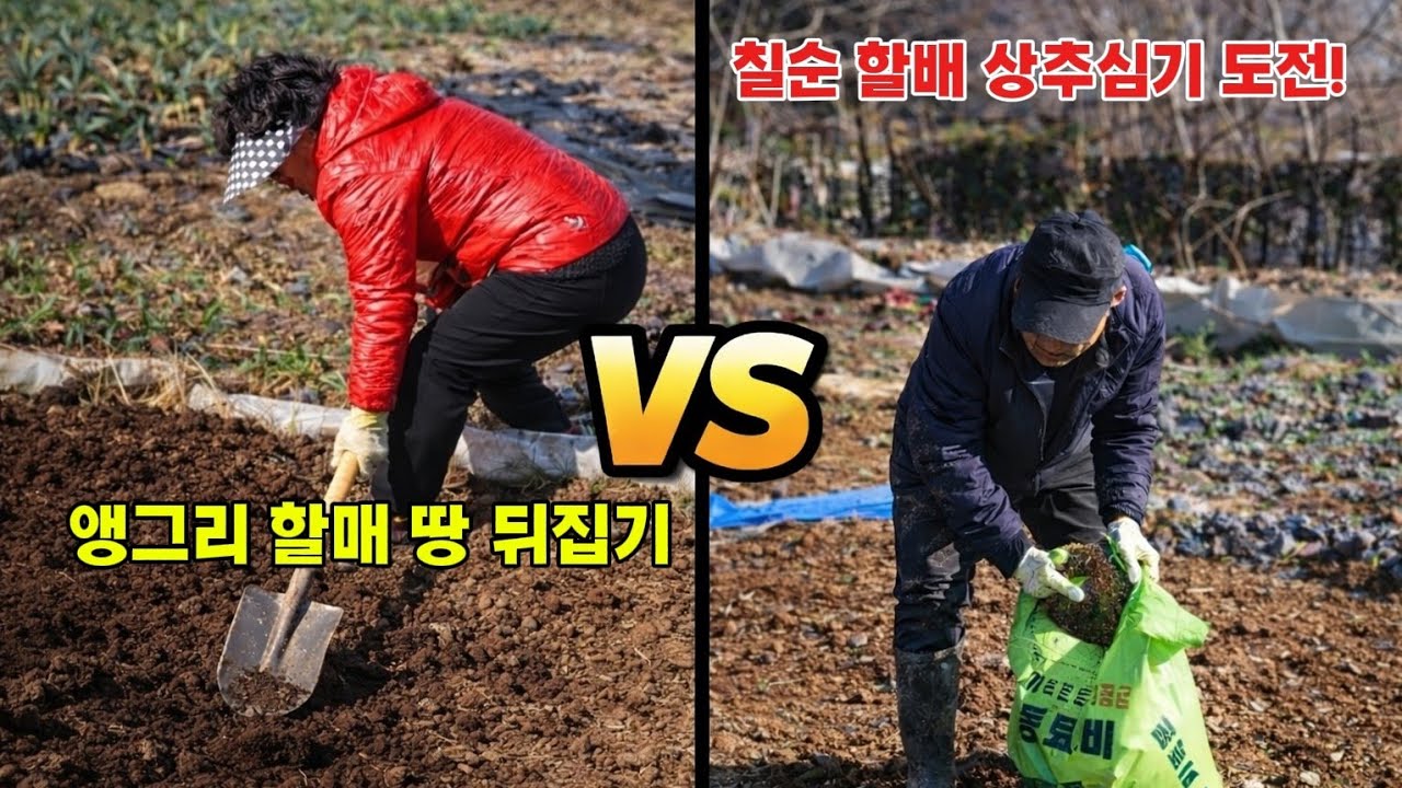 앵그리 할매가 상추씨, 퇴비, 거름을 어떻게 주는지 한 번 보자.(손자와 함께 하는 주말농장)