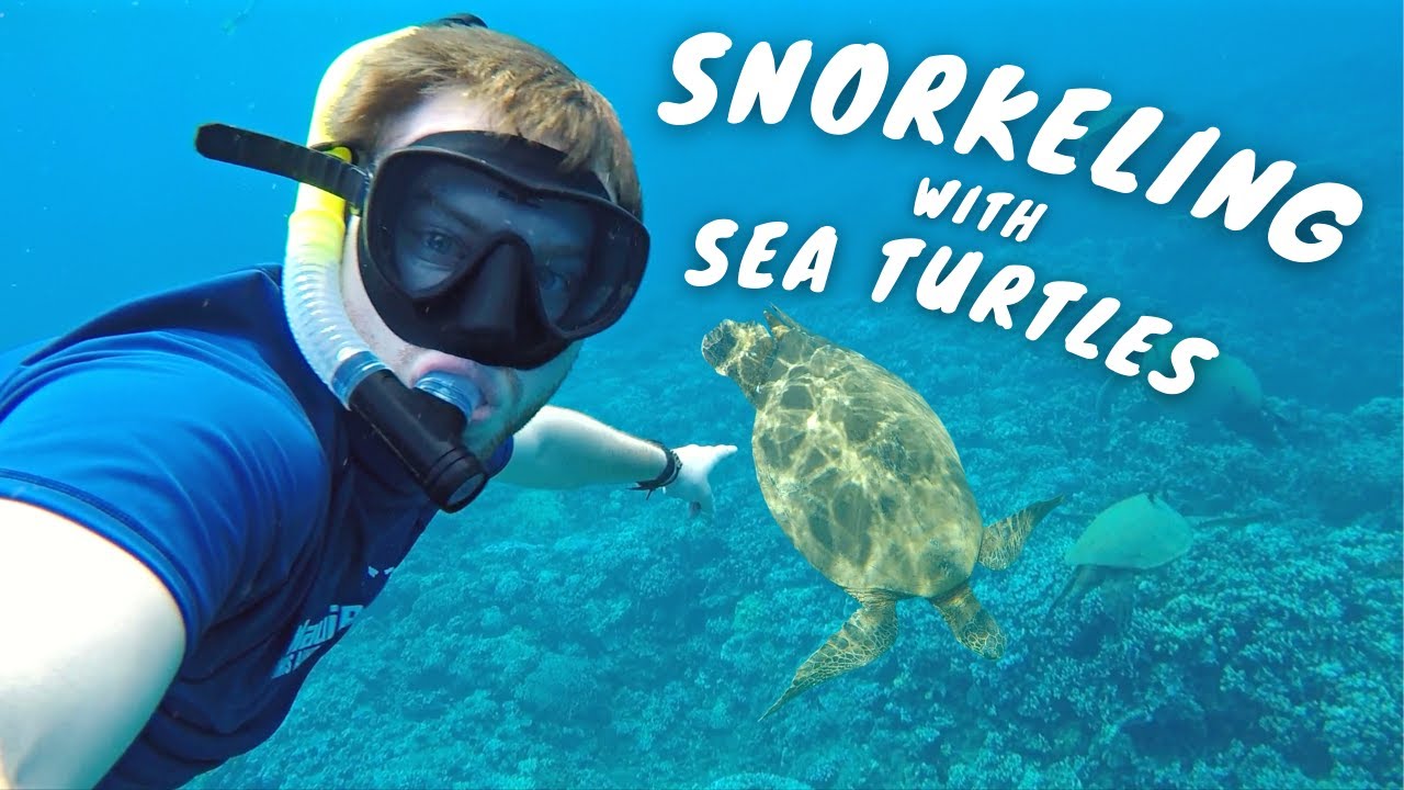 BUCKET LIST SEA TURTLE SNORKELING | MAUI MOLOKINI CRATER SNORKELING | MAUI REEF ADVENTURES