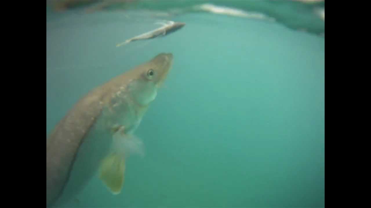 Copy of snook strike