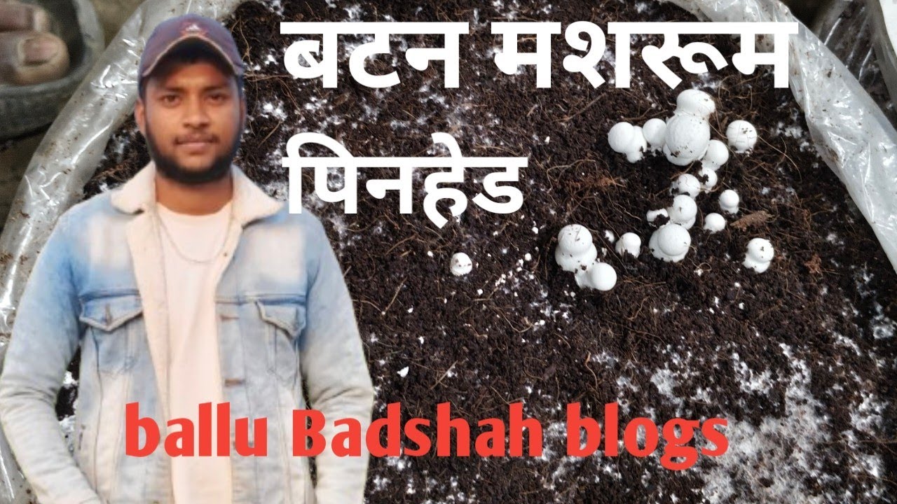 बटन मशरूम पिनहेड, पीनिंग , ballu badshah blog,बटन मशरूम की नहीं होती है जाने