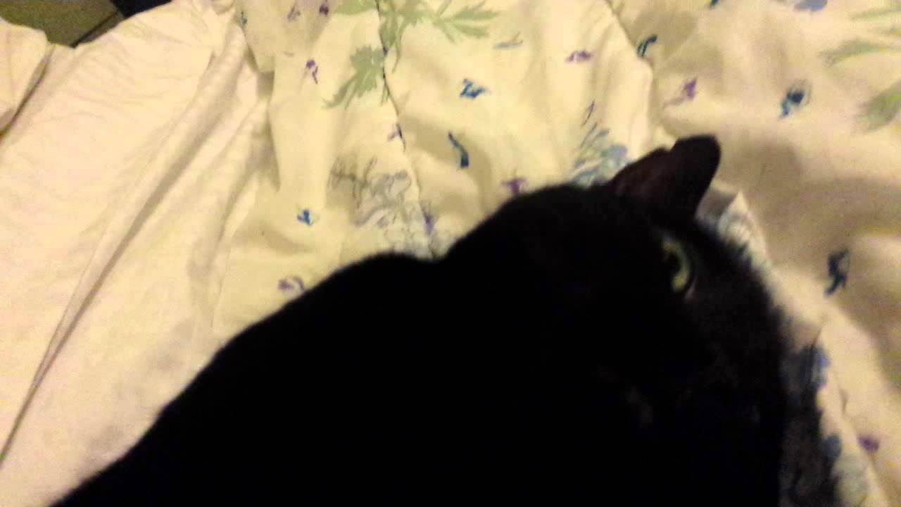 Bombay Cat Purring Motor