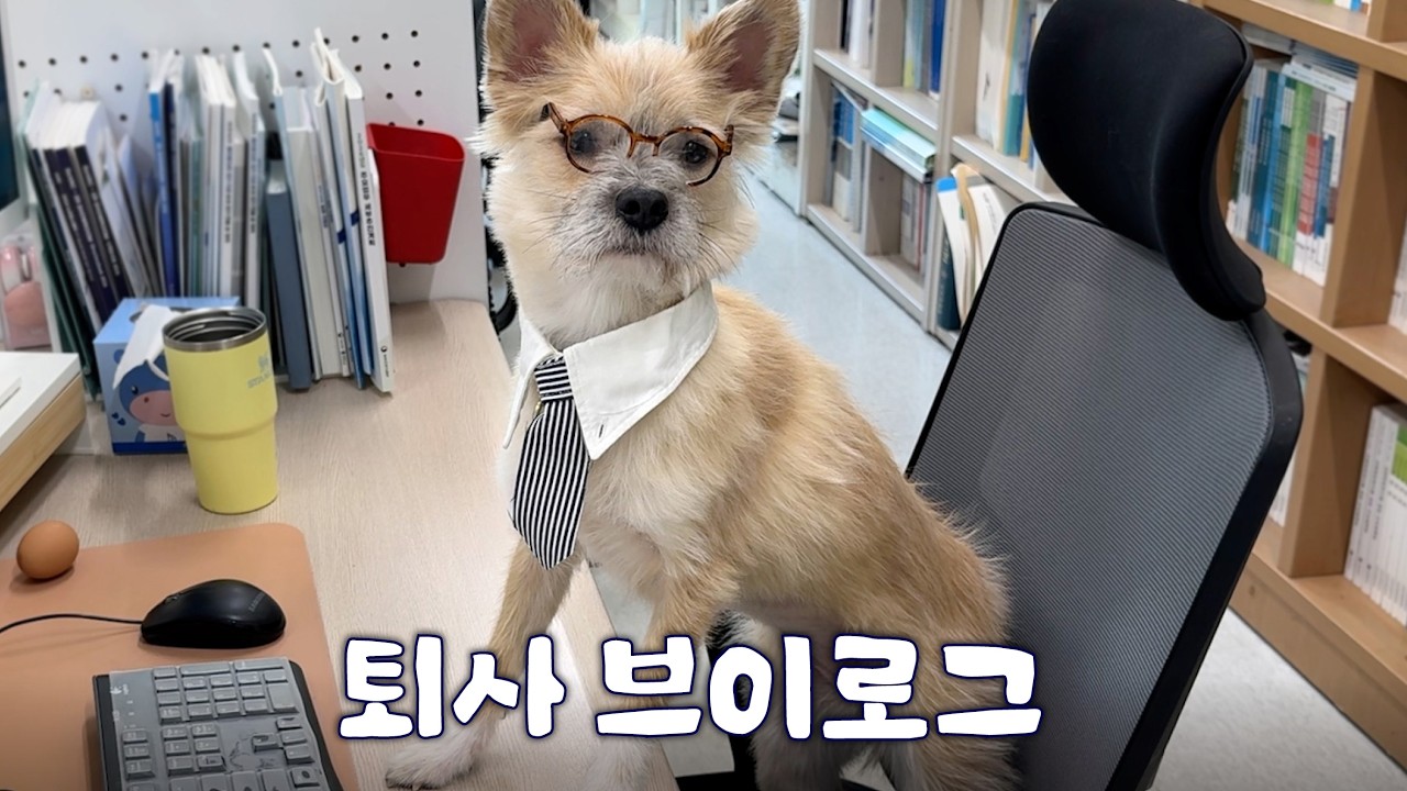 회사도 짤린 강아지