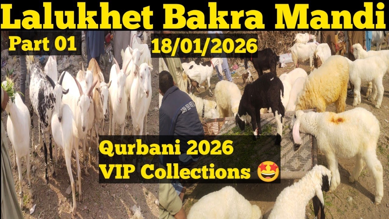 Lalukhet Bakra Mandi latest update Karachi ||18 January 2026||part 01 Qurbani 2026🐐Collections 😍