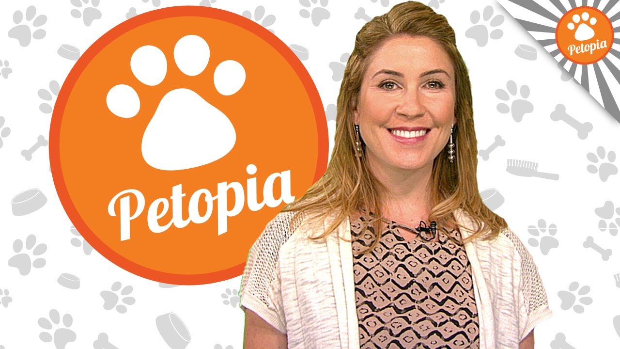 Cat Food Dispenser: Feed and Go Review - Petopia