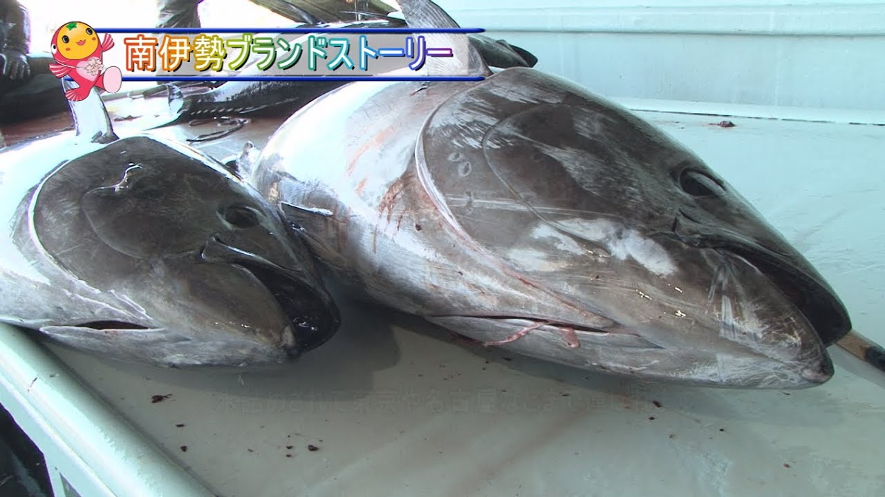 南伊勢ブランドストーリー第４回 みえまぐろ(養殖まぐろ)