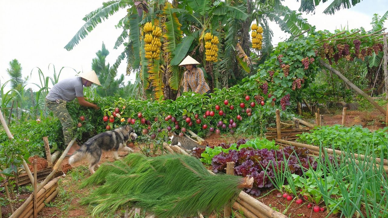 Repair And Clean The House With My Brother After The Storm – Harvest Farm Produce,Sell At The Market
