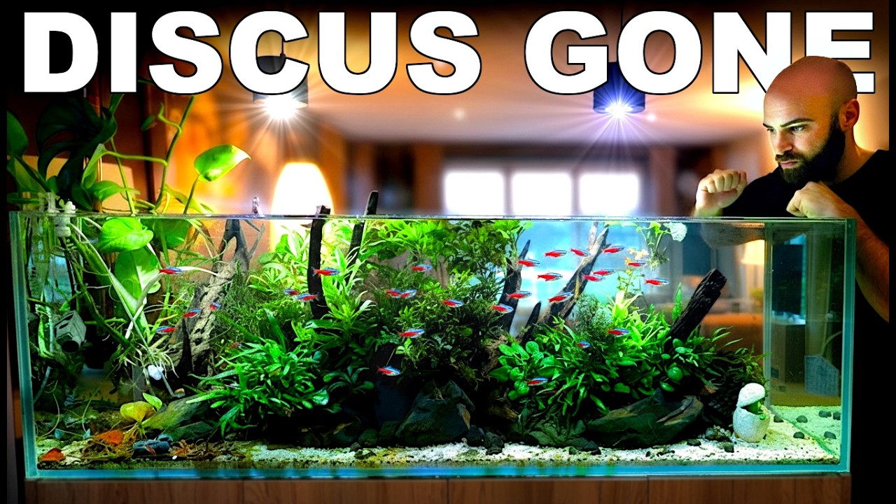 I Made A Huge Mistake... Discus Are Gone