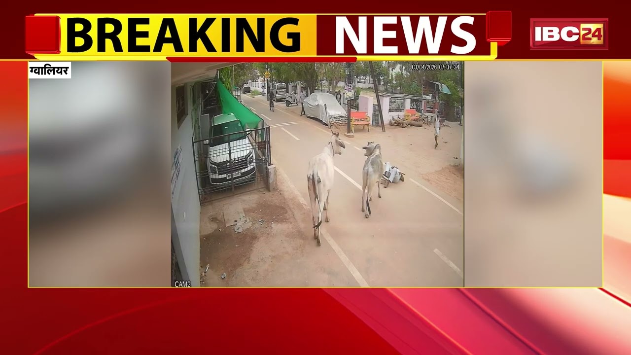 Gwalior News: आवारा मवेशियों का उत्पात | घटना का CCTV आया सामने | Madhya Pradesh