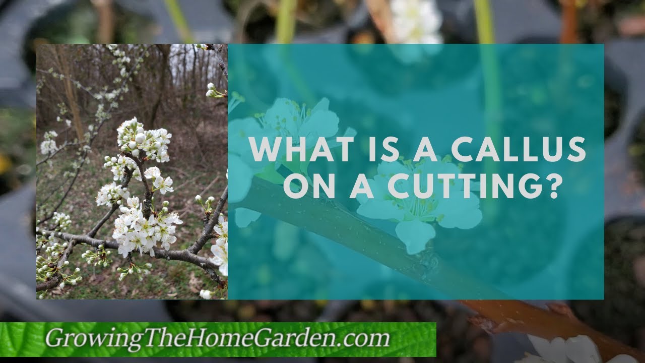 What is a Callus on a Cutting?