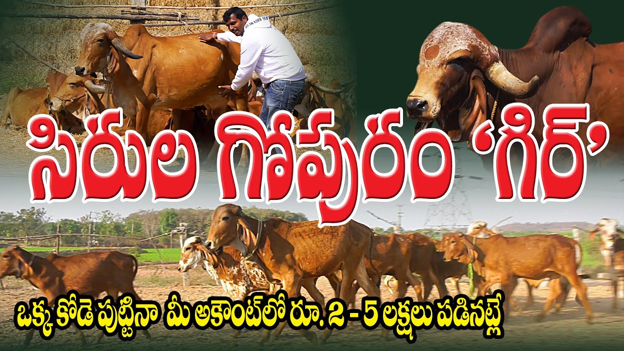 Gyr Breeding Farm || Deshi Cattle Semen || ఒరిజినల్ గిర్ ఆవులు, కోడెలు || Anvesh Reddy