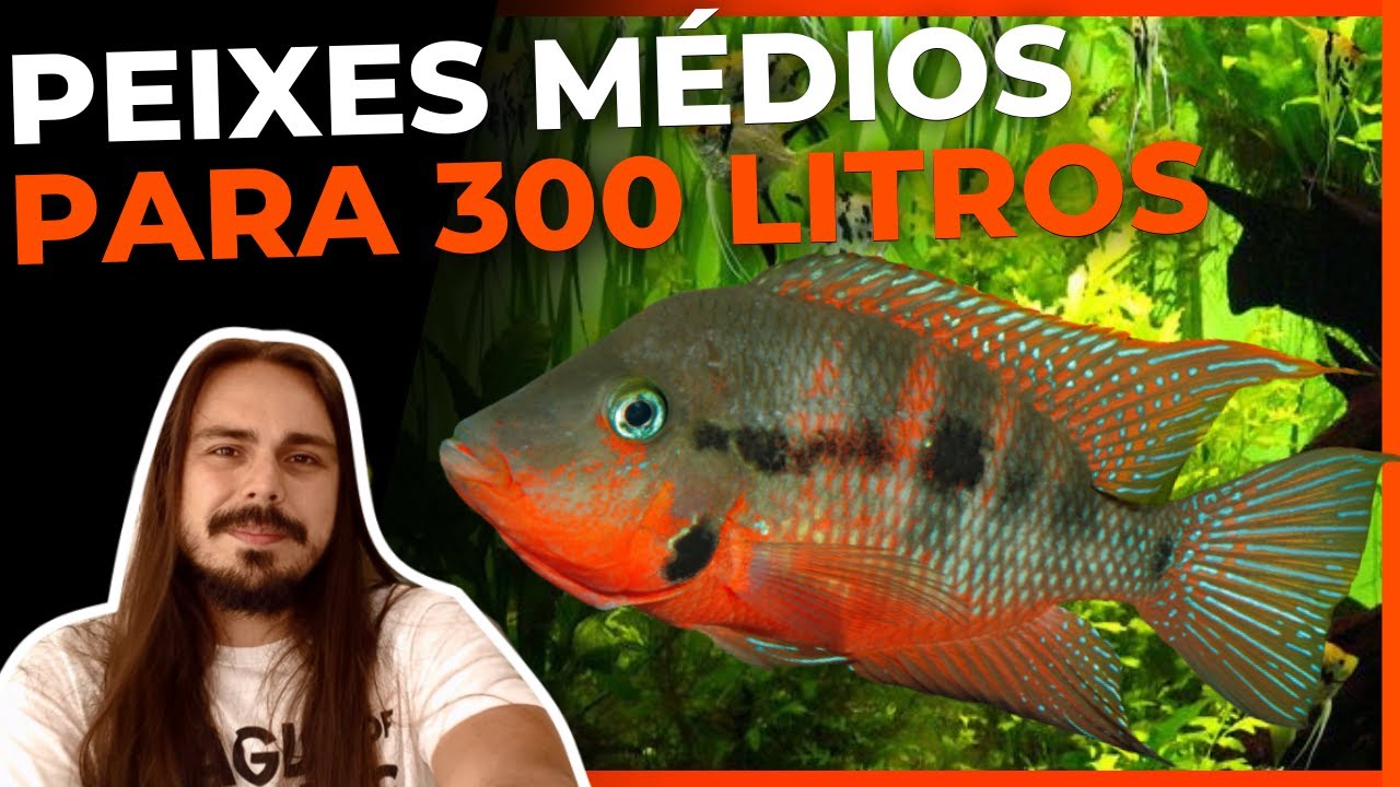 🔴TOP 5 PEIXES MÉDIOS PARA AQUÁRIOS DE 300 LITROS |Mr. Betta|