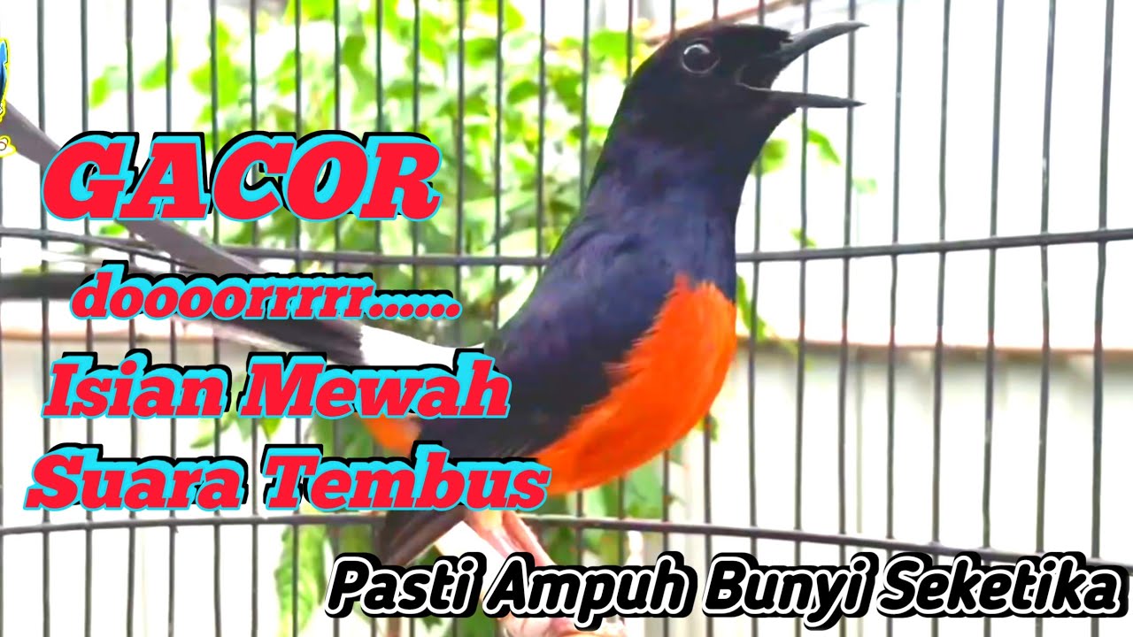 MURAI BATU GACOR ISIAN MEWAH // suara tembus, ampuh untuk pancingan MURAI BATU agar bunyi seketika