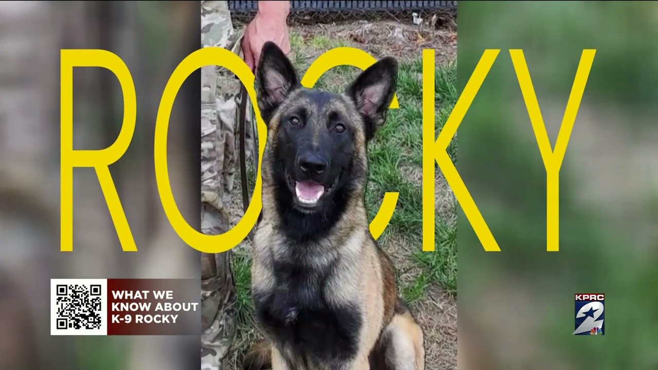 LIVE: Shot In The Line Of Duty, K-9 Rocky Is The Hospital And Healing