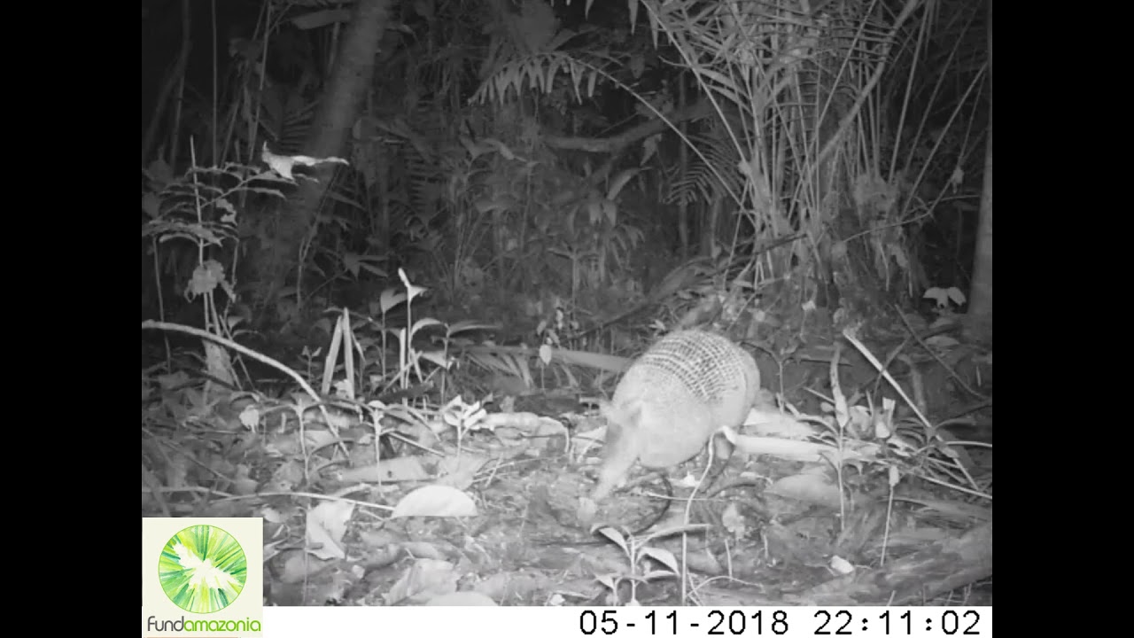 Armadillo, Dasypus novemcinctus 