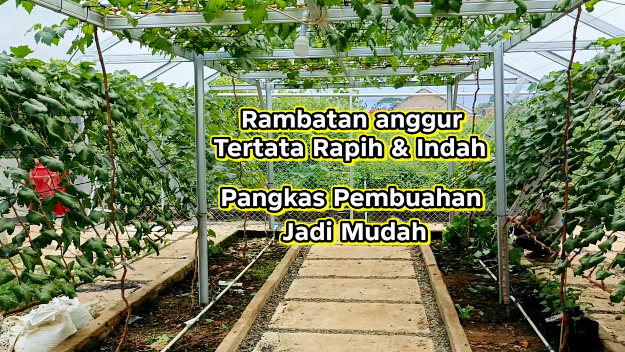 Rambatan anggur tertata rapih dan indah,pangkas pembuahan jadi mudah