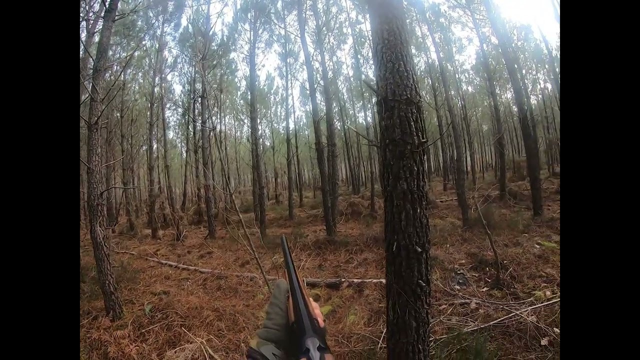Chasse à la bécasse dans Les Landes 41