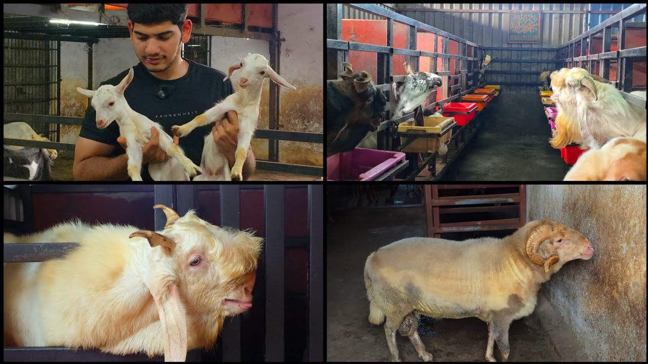 Quality Goat Farm Full Farm Tour New Cage Ready Hai Or Bakre De Skte ho Palai Pe Bhiwandi