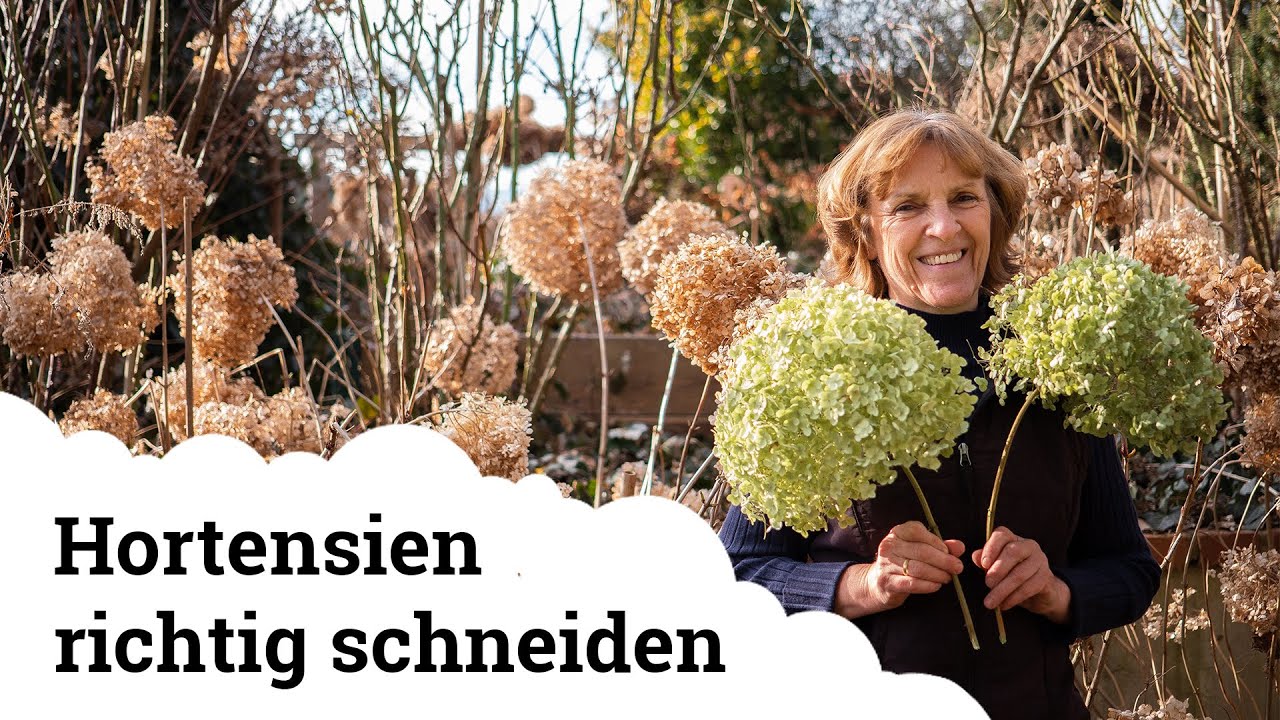 Hortensien richtig schneiden | Bauern- Rispen- und Schneeballhortensien 🌺