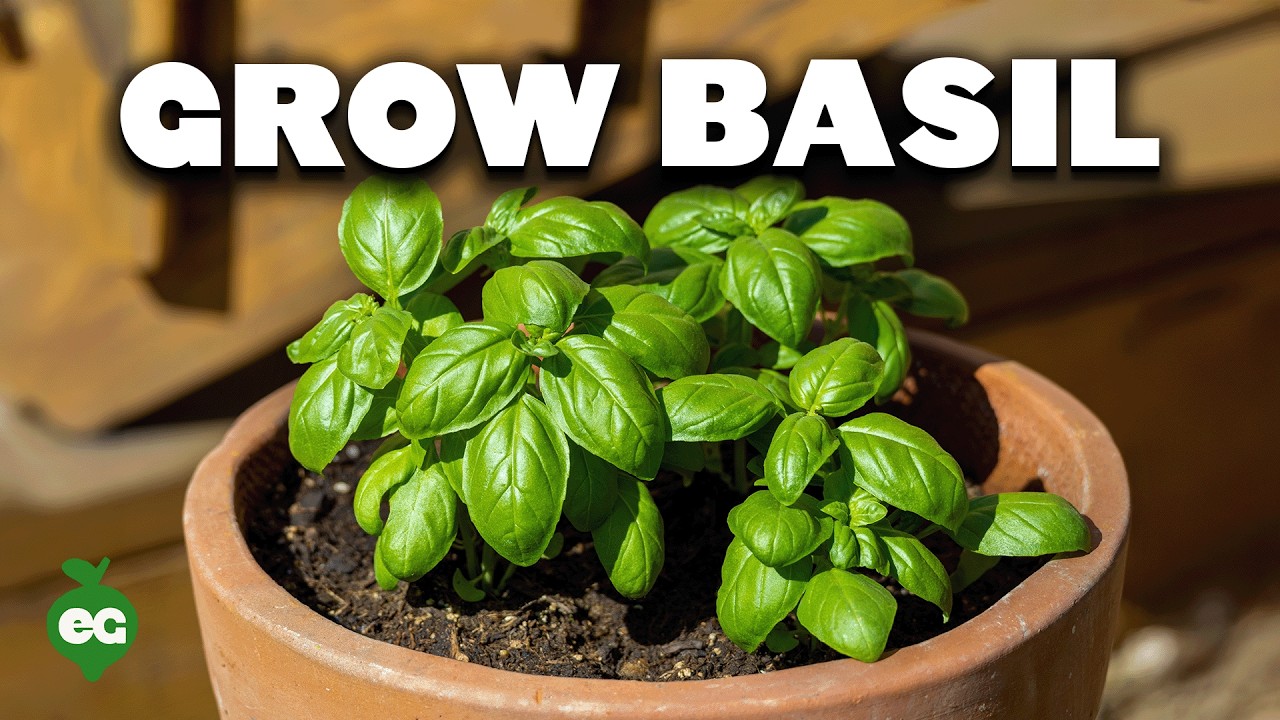 8 Tips to Grow Better Basil