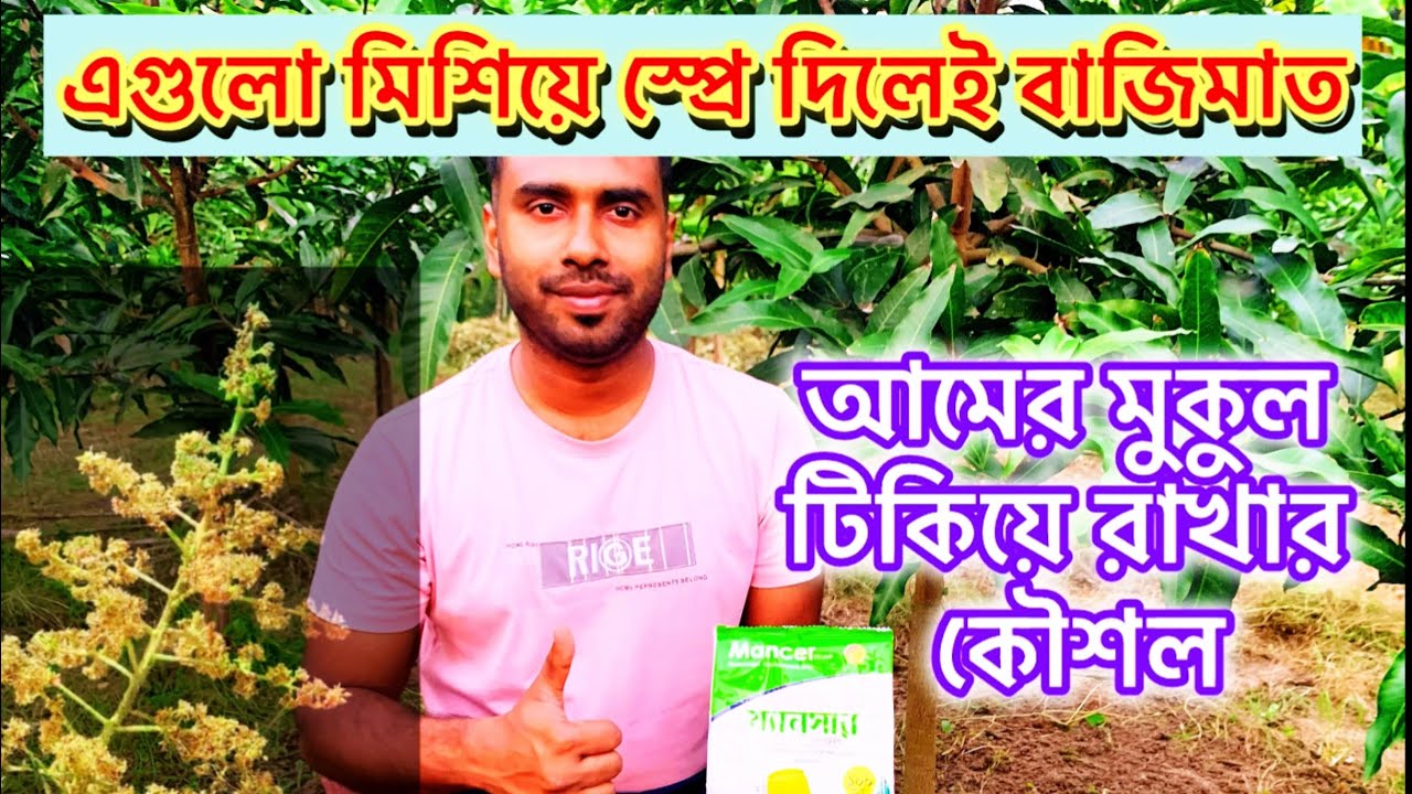 এক স্প্রে তেই আমের গুটি সেট হবে। কিভাবে আমের অধিক ফলন পাবেন?