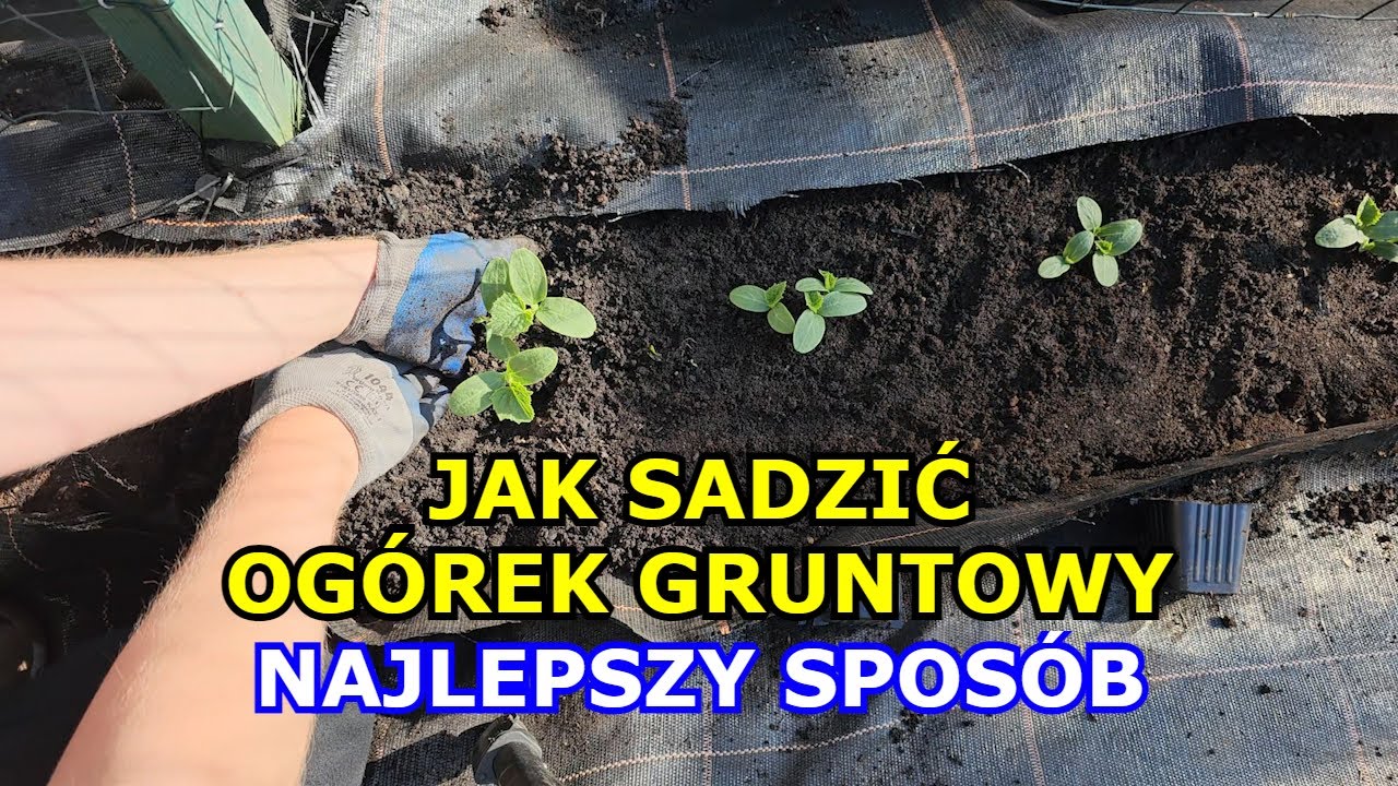 Jak sadzić Og&oacute;rki gruntowe - Najlepszy spos&oacute;b na sadzenie Og&oacute;rk&oacute;w | Og&oacute;rek gruntowy Sąsiedztwo Dobre
