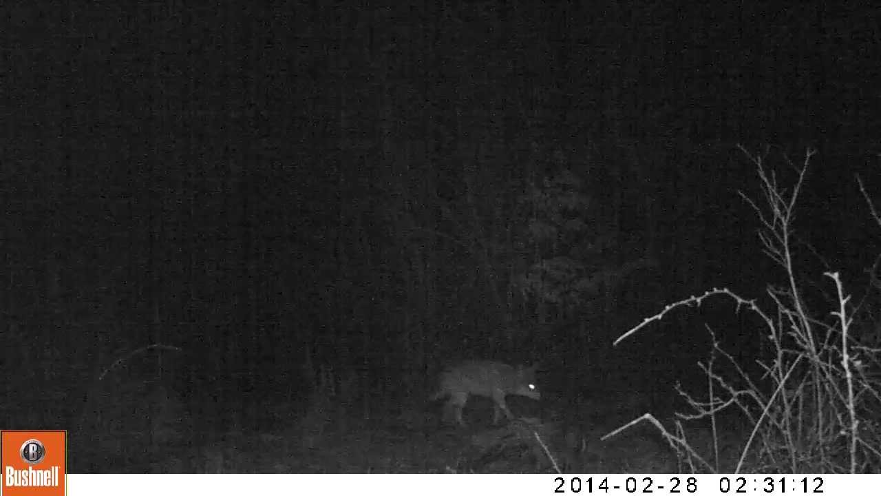 Yote marking territory... again!