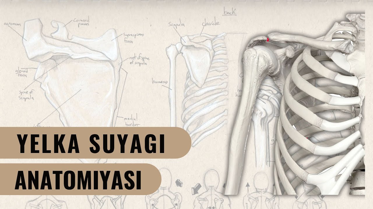 YELKA SUYAGI ANATOMIYASI | HUMERUS