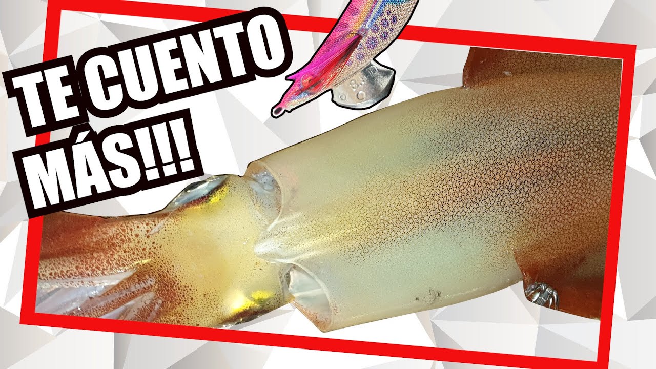 🎯Pesca CALAMAR🦑 2021 Como PROVOCAR el ATAQUE de los Calamares (ESTRATEGIAS y ESTÍMULOS) Parte II