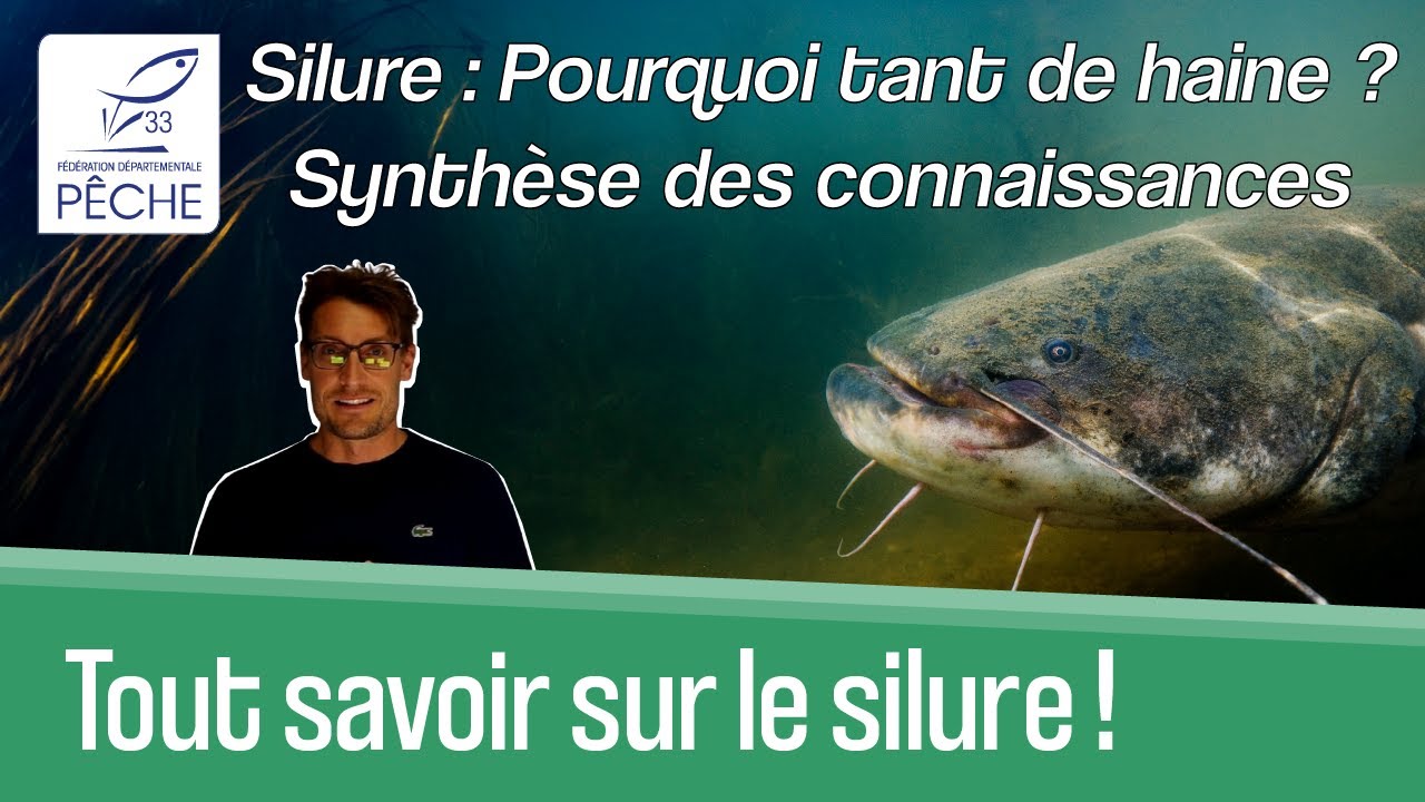 Synthèse des connaissances sur le silure !