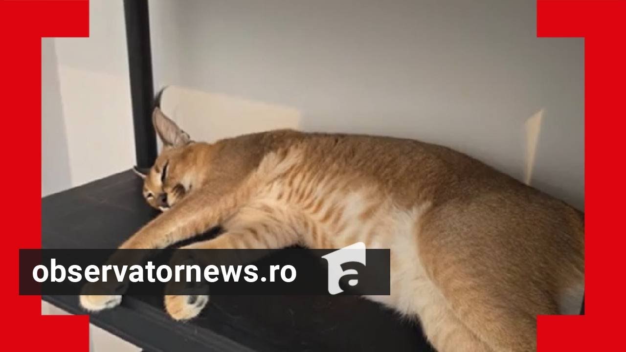 Panică în Fălticeni: un râs a fost scăpat din lesă