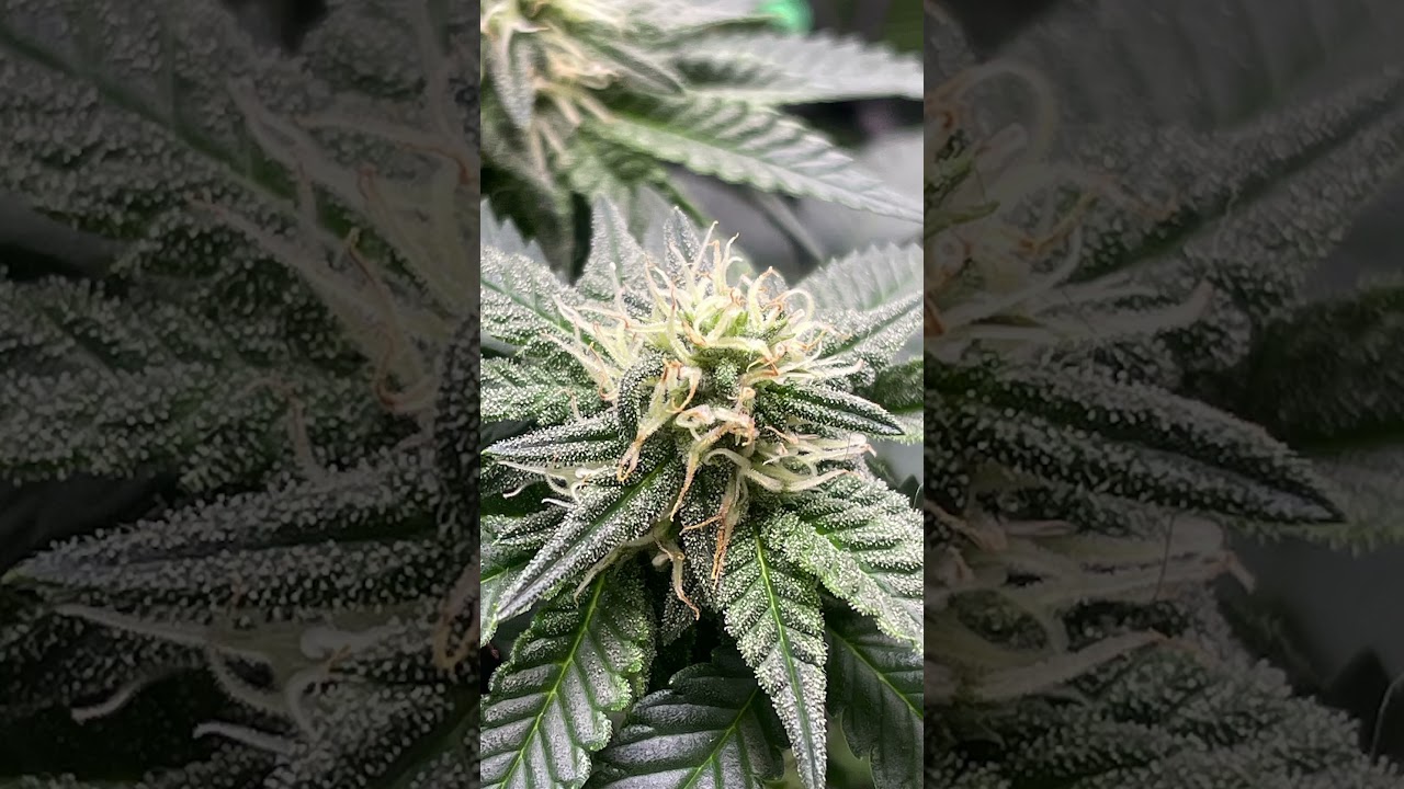 Trichomes and White hairs day 27f #growtips #plants #cannabiseducation #cannabisdaily #cannabisheals
