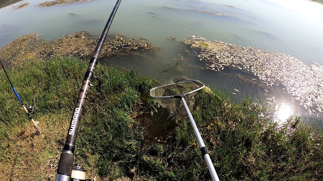 РЫБАЛКА В УЗБЕКИСТАНЕ  РЕКА СЫРДАРЬЯ. BEST FISHING MOMENTS UZBEKISTAN  #баликови #fishingvideos