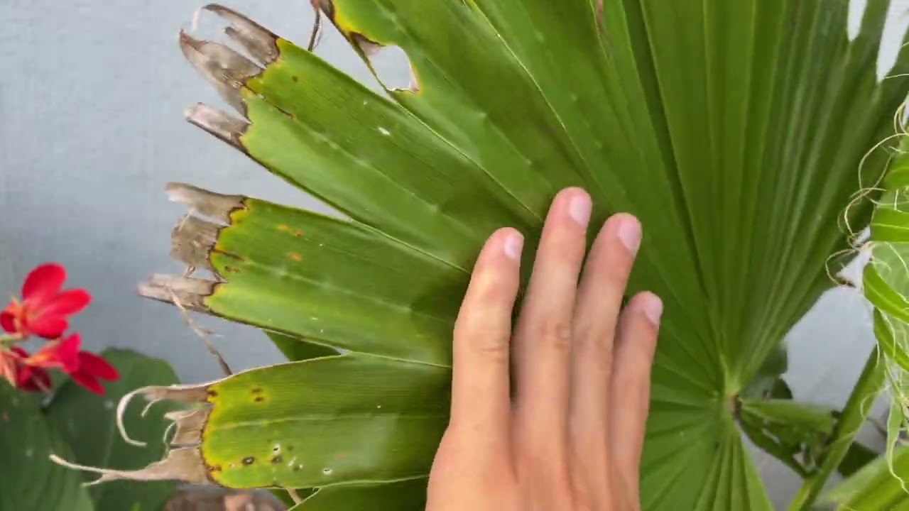 Full yard update!! Big Palms in Virginia Backyard