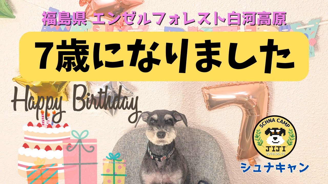【ミニシュナのジジ】7歳になりました　&rdquo;今年の誕生日も楽園でお祝いしました&rdquo;
