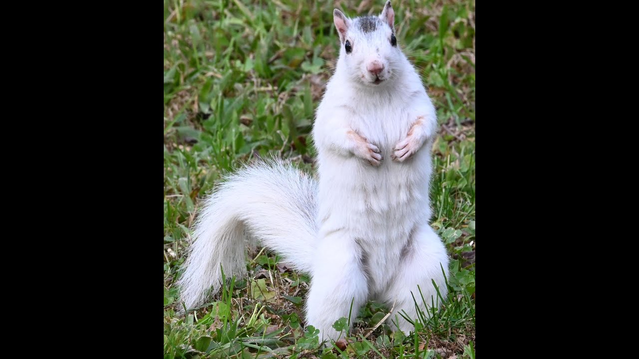 Brevard White Squirrels