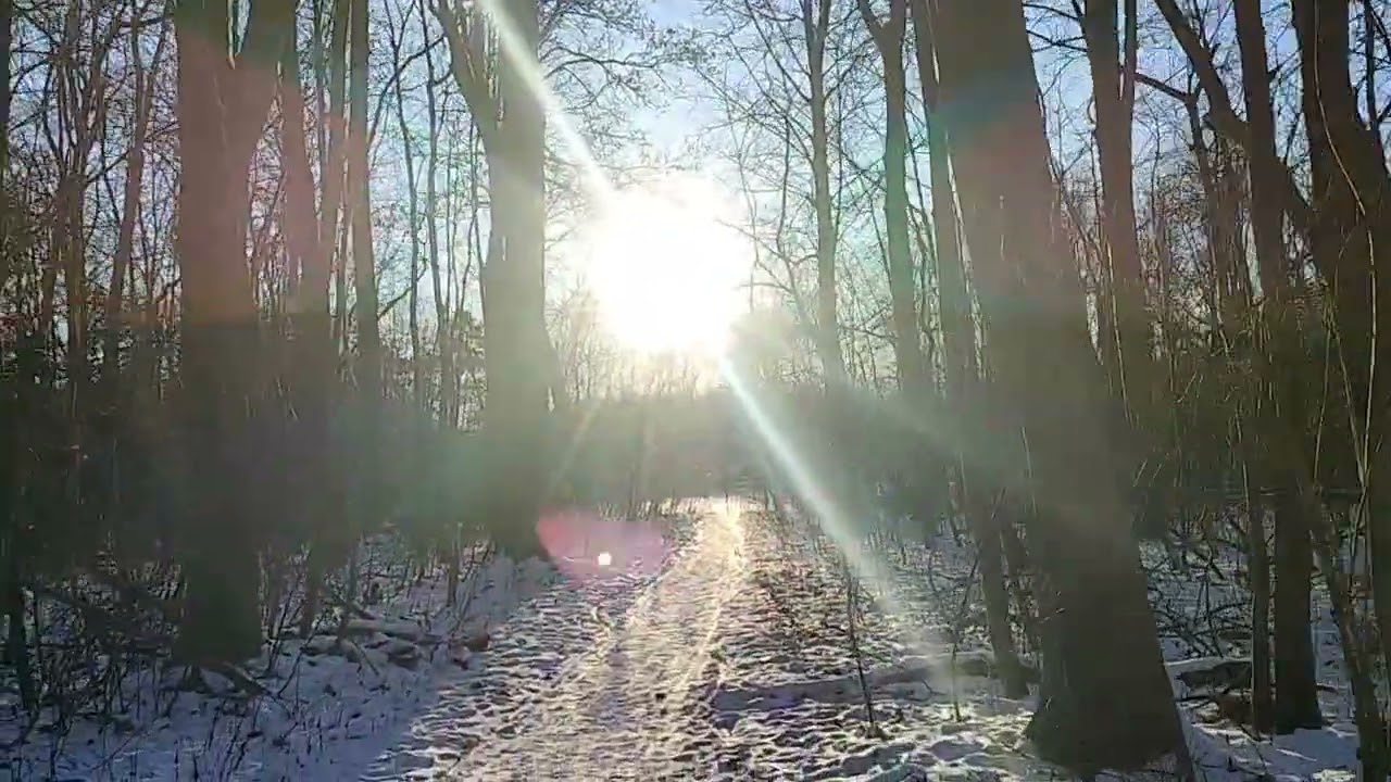 Exploring Brondby Historic Forest Copenhagen 