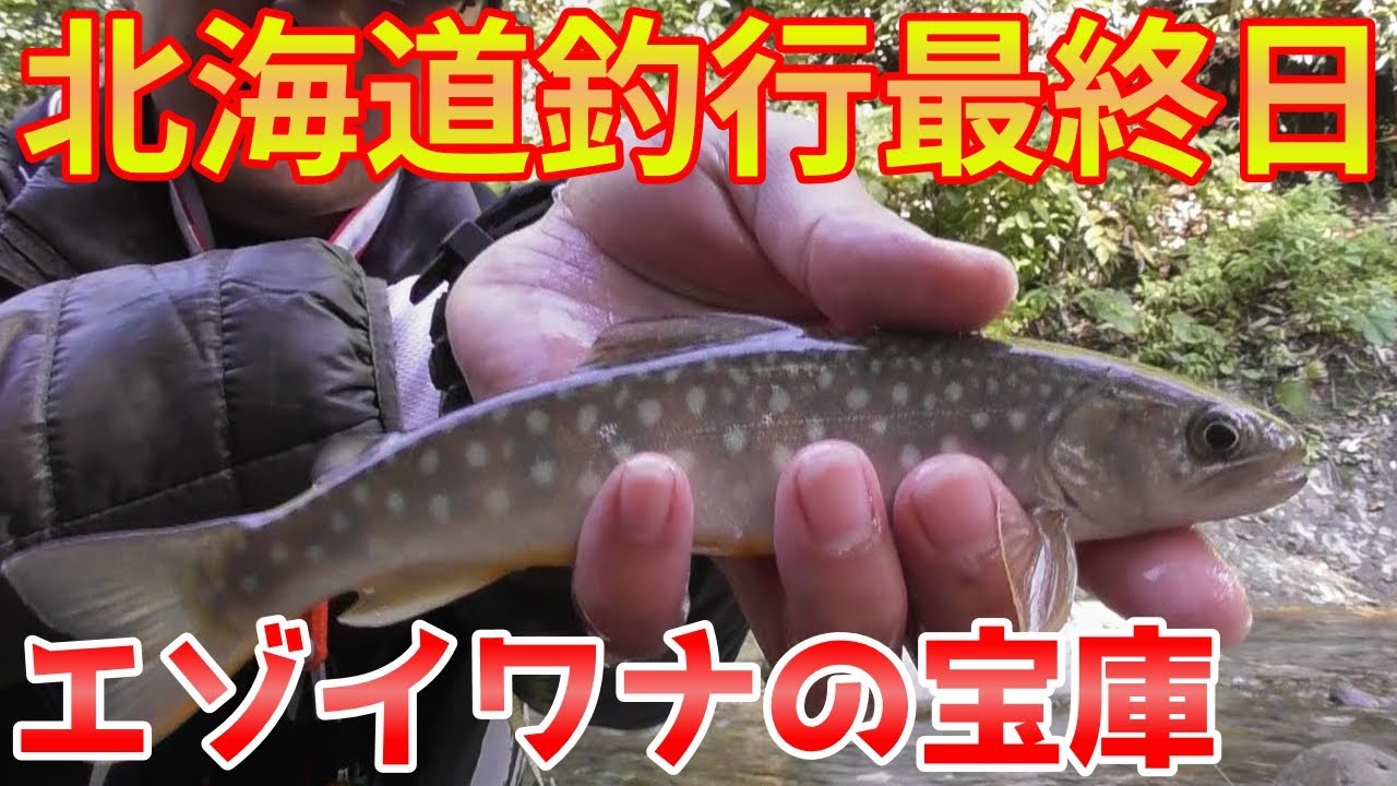 【源流釣り】北海道渓流釣り最終日は源流でイワナ釣り！綺麗なエゾイワナが連発！