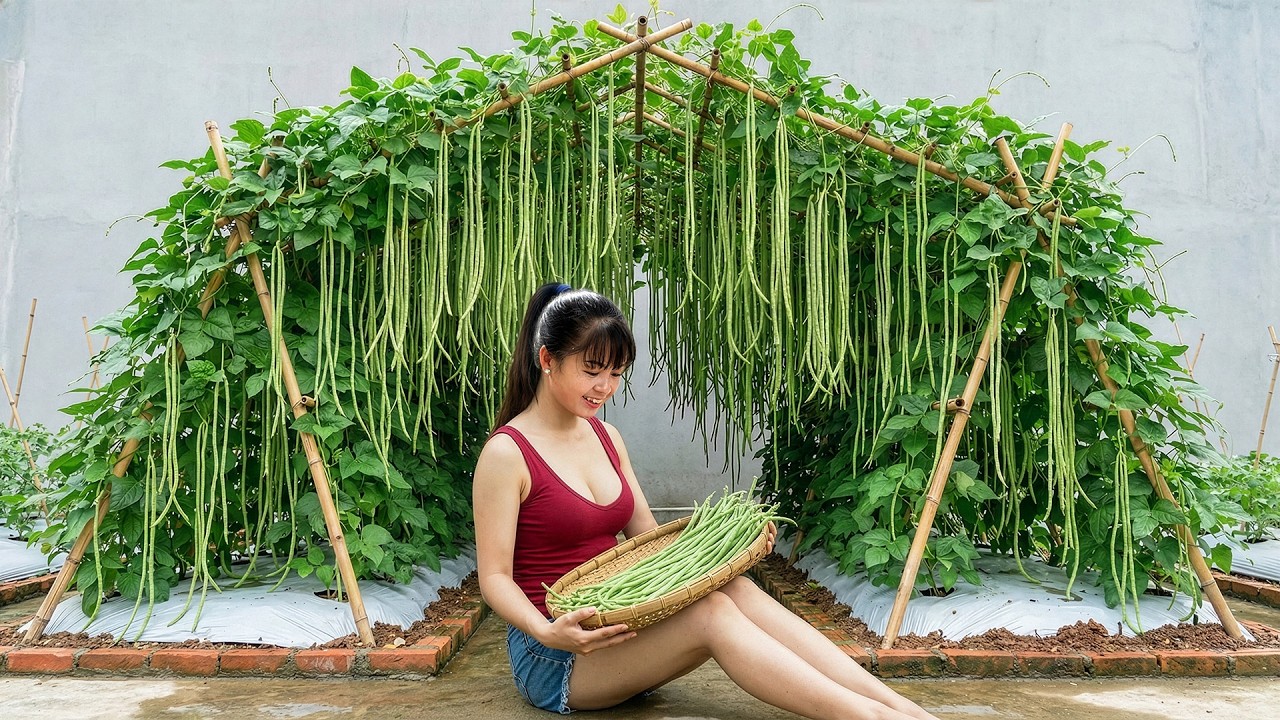 [TIMELAPSE] -- 365 Days Harvesting A Lot Of Long Beans, Cucumber, Dragon Fruit Go To Sell